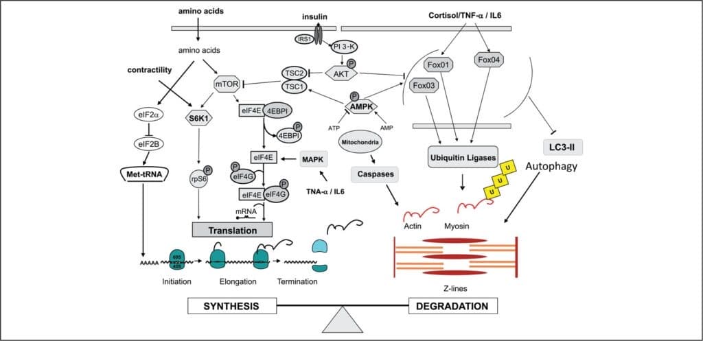 Günlük protein ihtiyacını temsil eden besin porsiyonları