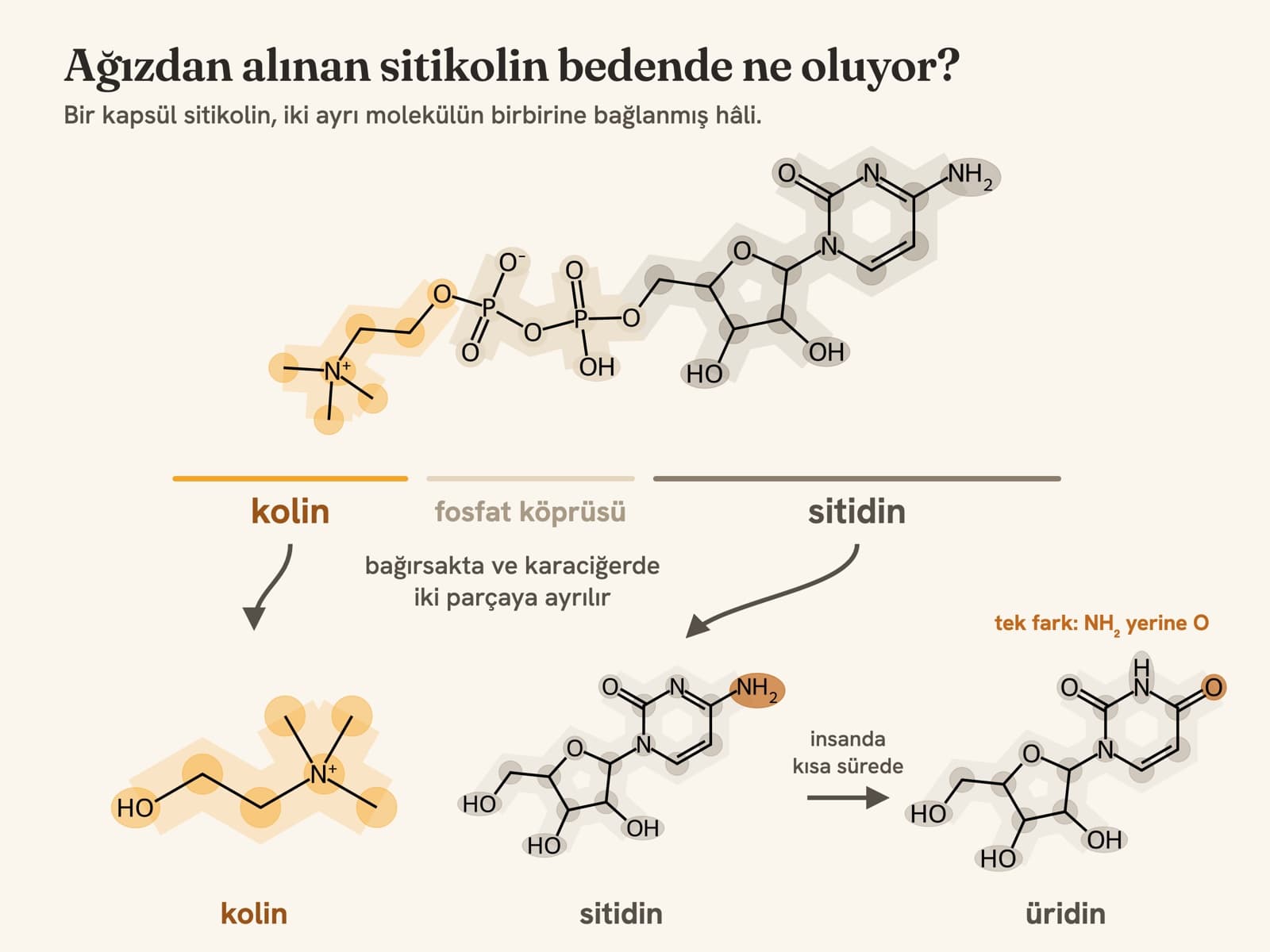 Sitikolin molekülünün yapı şeması; kolin ve sitidin parçaları renkle ayrılmış, ayrıldıktan sonra sitidin bir atomu değişerek üridine dönüşüyor