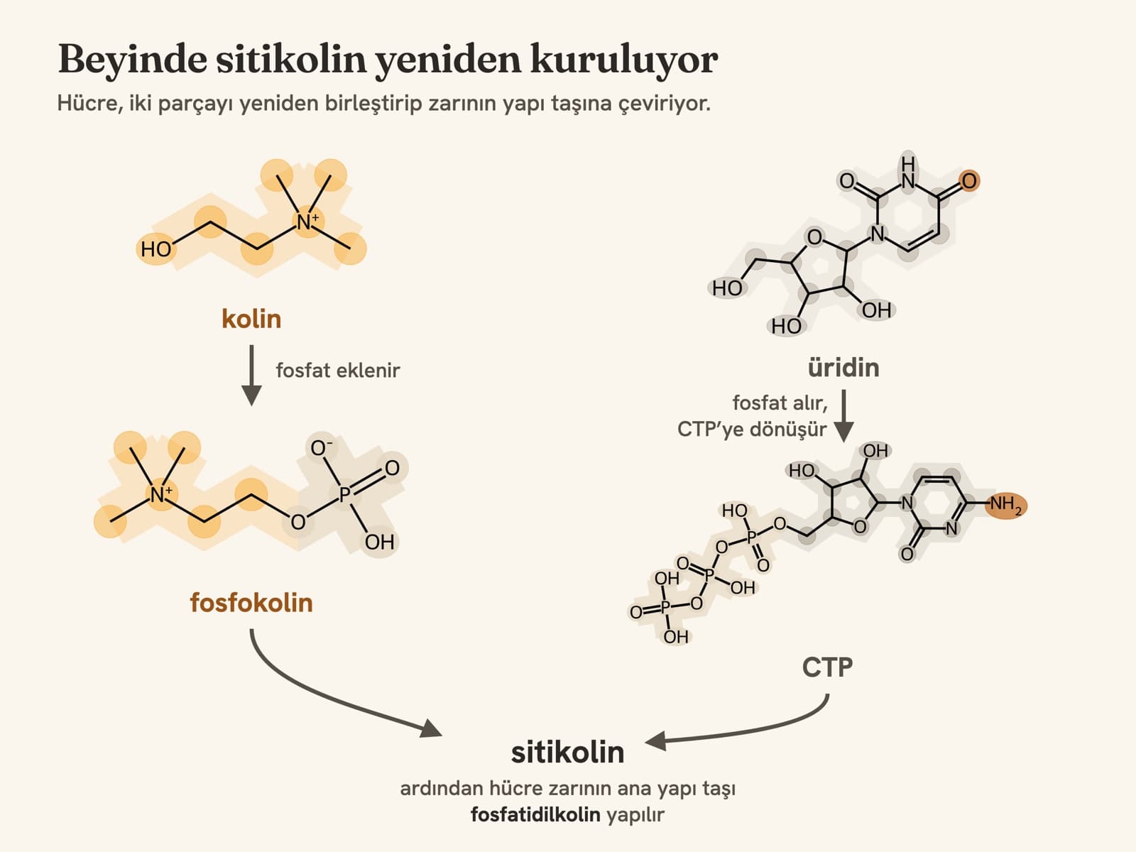 Kolinin fosfokoline, üridinin CTP'ye dönüştüğünü ve ikisinin birleşerek sitikolini, ardından fosfatidilkolini oluşturduğunu gösteren yapı şeması