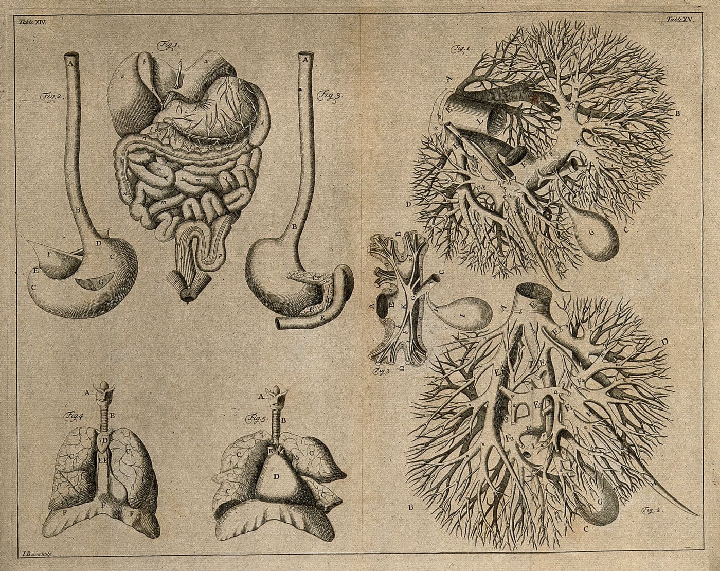 1743 tarihli gravür: iç organlar ve karaciğerin damar ağı
