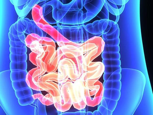 İnce ve kalın bağırsağı vurgulayan anatomik illüstrasyon