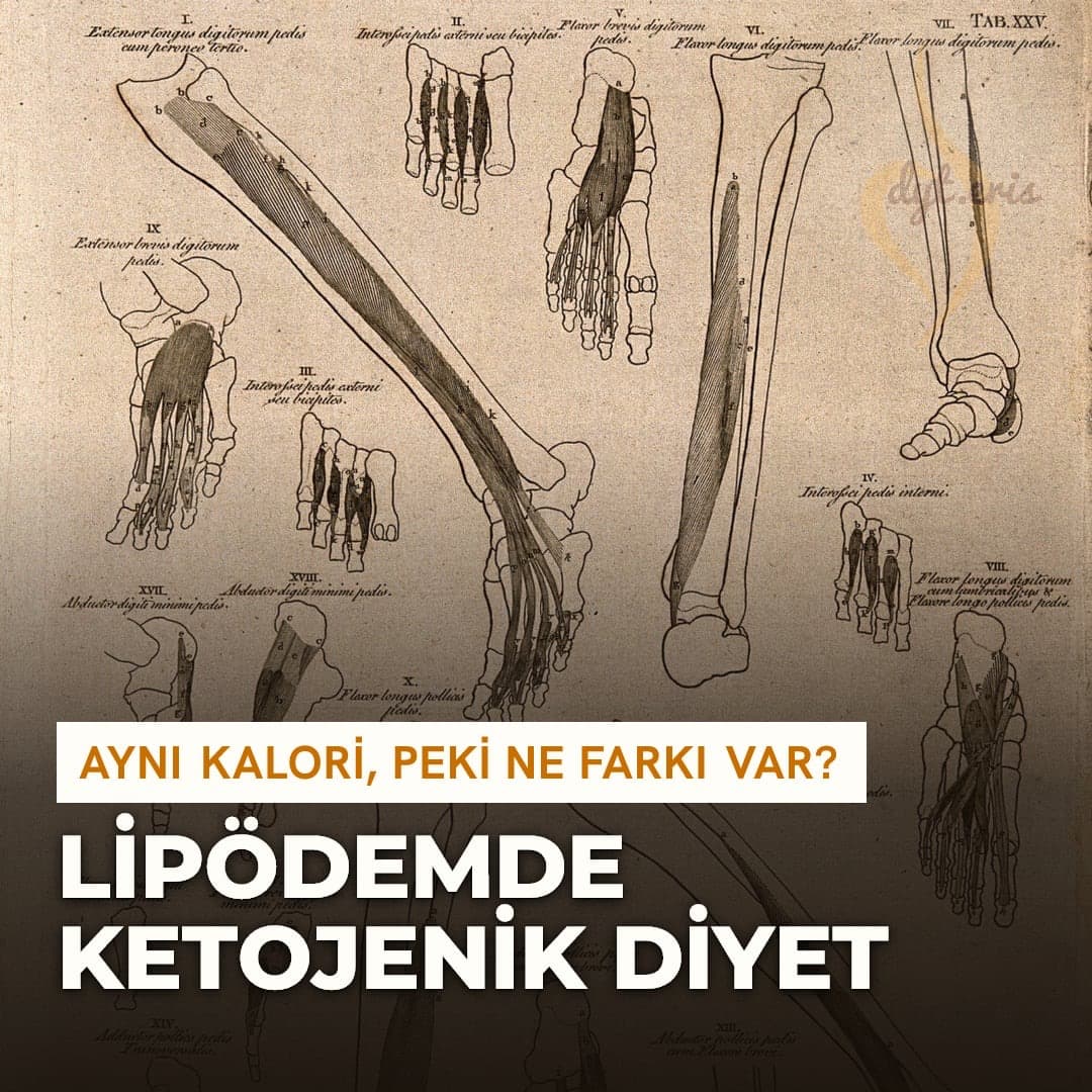 Bacak ve ayak kaslarını gösteren on üç figürlü tarihi anatomi levhası