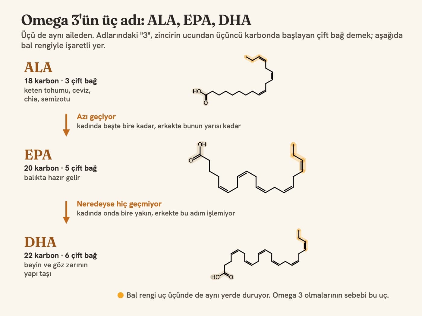 ALA, EPA ve DHA moleküllerinin yapı şeması; üçünde de omega ucu bal rengiyle işaretli, aralarındaki dönüşüm oklarla gösteriliyor