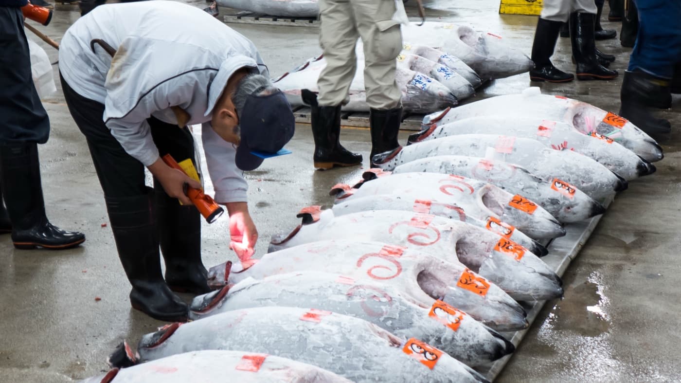 Tokyo Tsukiji balık halinde müzayede öncesi dizilmiş dev orkinoslar ve eti el feneriyle inceleyen bir alıcı