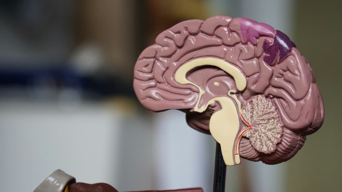 Beyin anatomisi modeli, yeme davranışının fizyolojik ve psikolojik temellerini birlikte inceliyoruz
