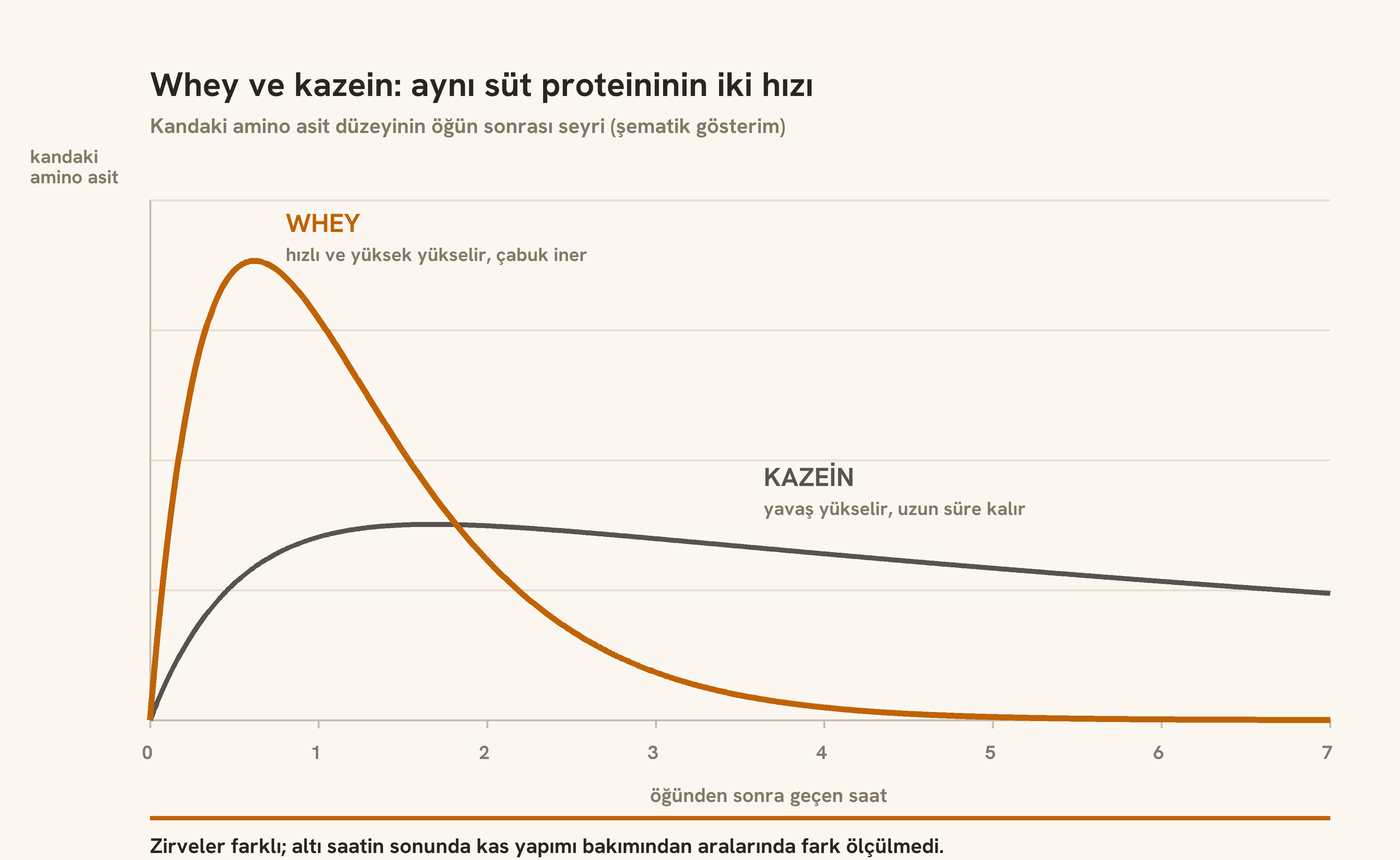 Whey ve kazein proteinlerinin kandaki amino asit düzeyini nasıl yükselttiğini gösteren şematik grafik