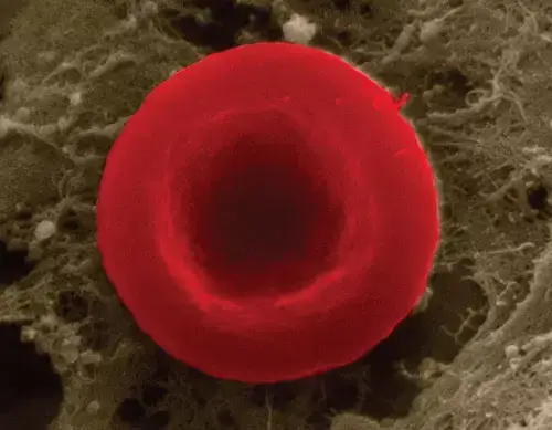 Kırmızı kan hücresi mikroskop altında.