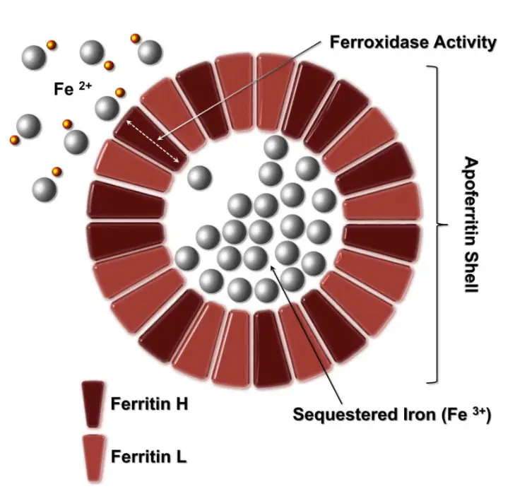 Ferritin yapısı ve demir depolama.